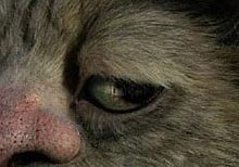 In Where The Wild Things Are, my job was Carol's textures at Animal Logic. I did the textures in photoshop and deep paint. I lovingly, meticulously reproduced the hand painted glass eyes the CreatureWorkshop made using dozens of color calibrated Raw images.