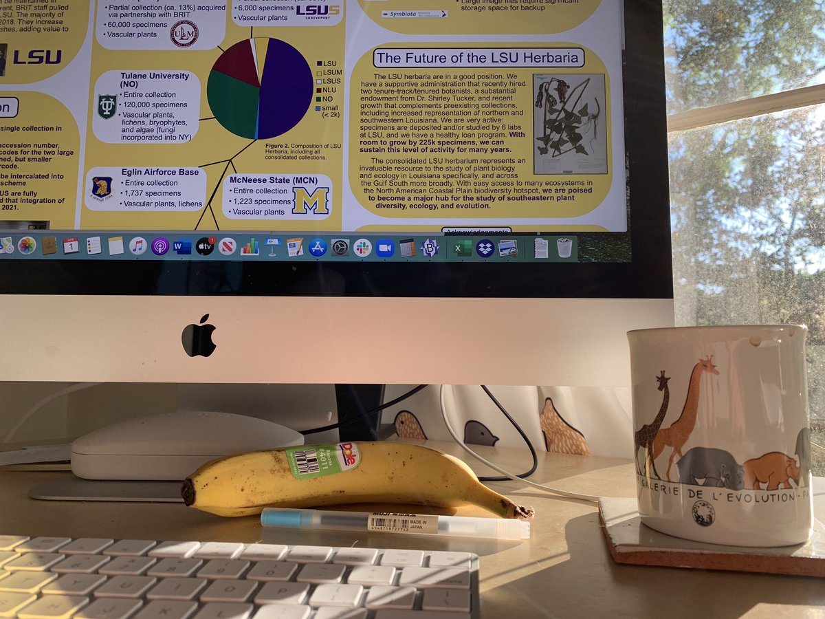Lagomarsino_L's tweet photo. Good morning! I’m prepping to write the “curation” section of my third year review materials by going over our #Botany2019 poster on @LSUHerbarium integration. All while drinking coffee from a @Le_Museum mug! #WorldsBiggestMuseumCoffeeMorning https://t.co/zeZrsn9Q2Q