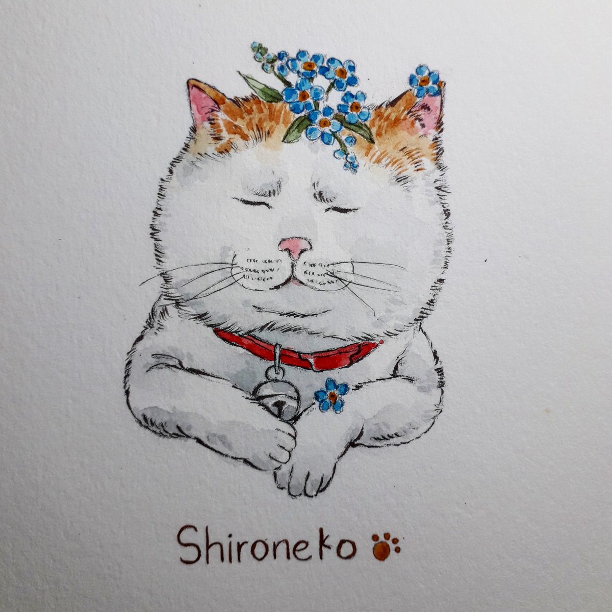 MoeMoeSaiSonSon's tweet photo. Love you, Shironeko 💟
#shironeko #forgetmenotflower https://t.co/Zjh9dZpOz3
