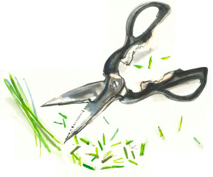 Tasted Scissors Snipping Chives This Is Just In From Tasted Artist Annabel Lee To Go On One Of Our Lesson Plans If You Are Cooking With Children At Home We