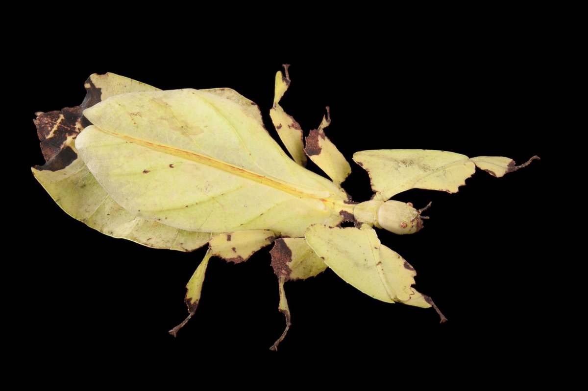 joelsartore's tweet image. Happy April Fools’ Day from some of the most cleverly camouflaged species in the Photo Ark! In the animal kingdom, some species act as copycats mimicking other animals to fool predators, tricking them into thinking they are an animal or plant the predator does not like to eat.