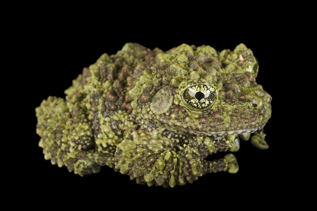 joelsartore's tweet image. Happy April Fools’ Day from some of the most cleverly camouflaged species in the Photo Ark! In the animal kingdom, some species act as copycats mimicking other animals to fool predators, tricking them into thinking they are an animal or plant the predator does not like to eat.