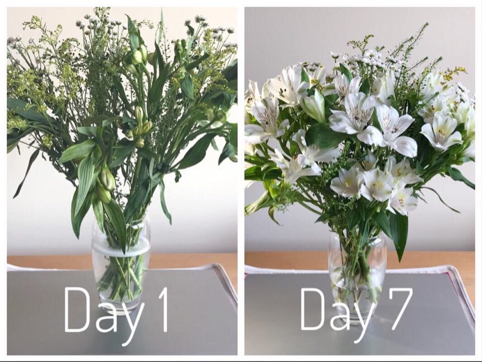 Thanks <a href="/BloomandWild/">Bloom & Wild</a> I gave your your #letterboxflowers to my Auntie and she is so pleased shes giving me updates! So thought I’d share the love 💐