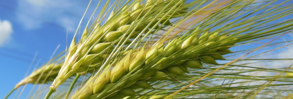 Good news! 👍 You can still register for up to two FREE germination tests of undrilled hybrid winter barley. We have extended the deadline to the 30 April 2020. #germination #hybridbarley

Register or find out more below...

ow.ly/OKiA50yZXO9