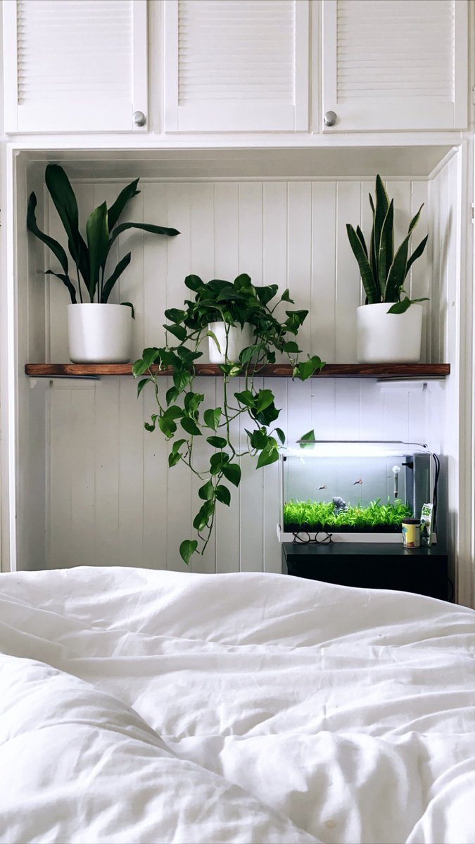 really happy with how my new display has turned out 🤗 <a href="/patch_plants/">Patch</a>
