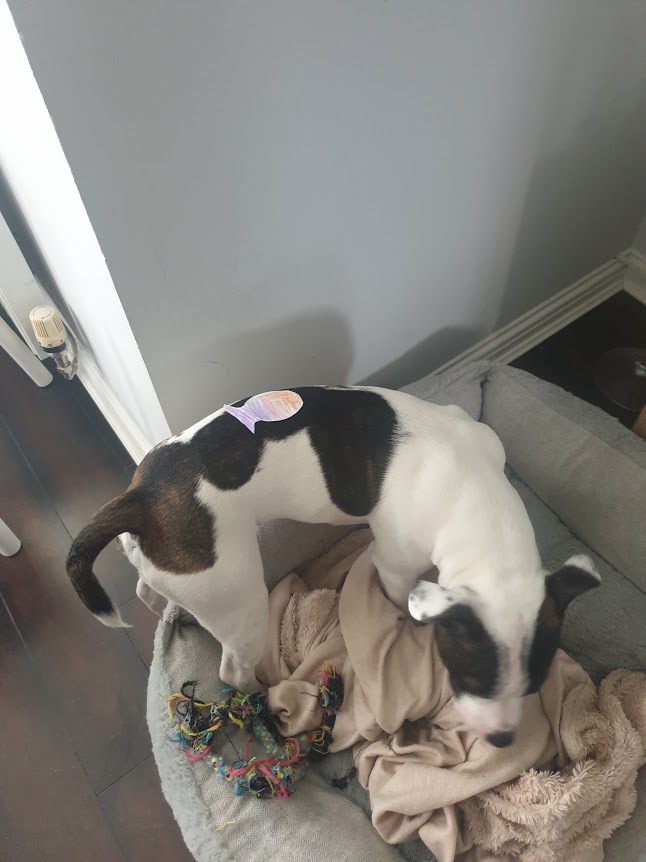 Preston Tower Primary school tweet media