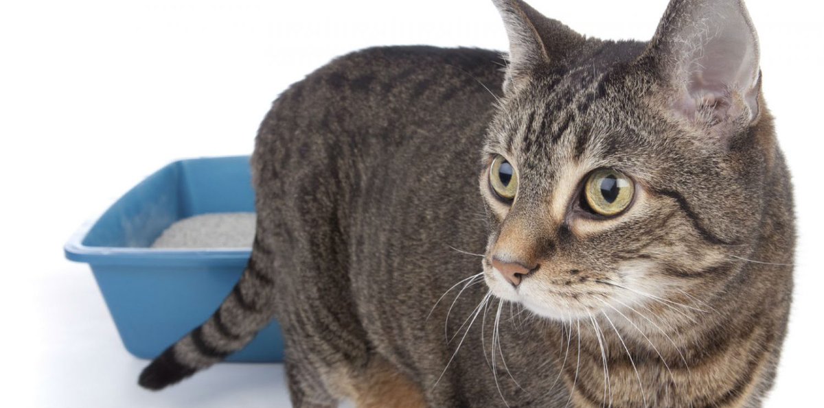 HealthCare_Pets's tweet photo. #AskTheVet: Why is my cat urinating outside the litter box?
Learn more with Dr. Clayton Greenway: https://t.co/g74zNGC3BS
.
.
.
#CatBehavior #LitterBox #LitterBoxIssues #CatLitterBoxIssues #CatHealth #FelineHealth #PetHealth #CatTraining #FelineTraining https://t.co/0E1DqSevaN