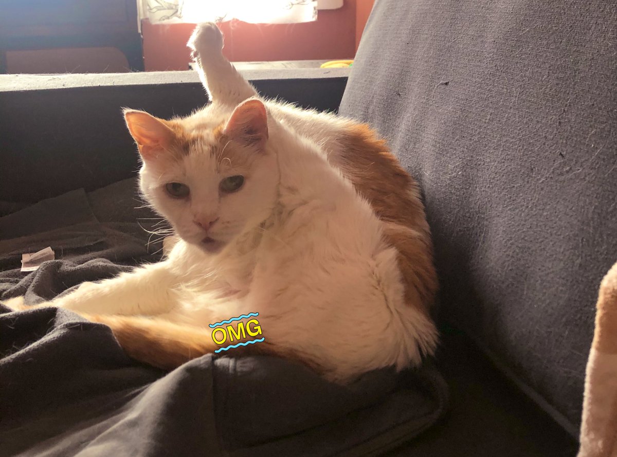 LoMeowChenko's tweet photo. Duuuuuddddessss....day one million at home got me like....
#ThisIsYogaRight #SoBoredImExcercising #WednesdayLegDay #IsItEvenWednesday #LegsBySeamus #SomeonePutMyLegBack #HowdItGetThereAnyway #WhatTheFluffCoronaVirus #GoAwayAlready #SendSnacksThatArentSoldOut #QuarantineCats https://t.co/duNCaoDWy7