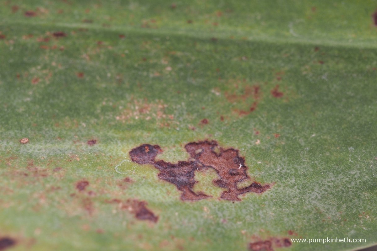 pumpkin_beth's tweet photo. Here are some tips for controlling #SpiderMites on #houseplants & #orchids growing inside #terrariums: https://t.co/jPz32SsXW7 #IndoorGardening #Orchid #SpiderMite #BiologicalControls #Terrarium #Insects #Indoors #IndoorGarden #PlantPests #OrchidPests https://t.co/3Z5UwXNkwU