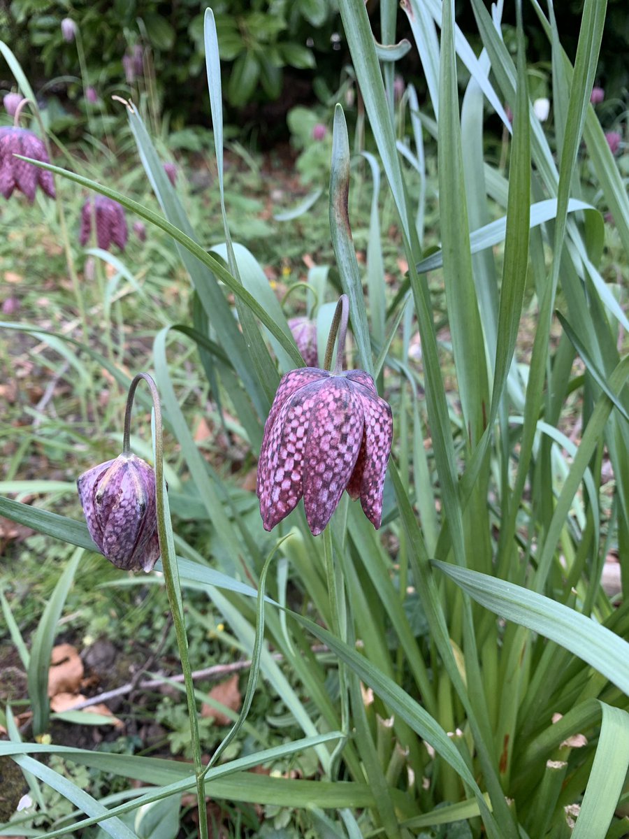 IamLaraMorgan's tweet photo. Don’t forget to appreciate the amazing nature rolling around us...stop and smell the flowers - positively beautiful 

#naturelover #stopandsmelltheflowers #selfisolating #gardenlife #iamscentered #stayhome https://t.co/aehkMH8GVu