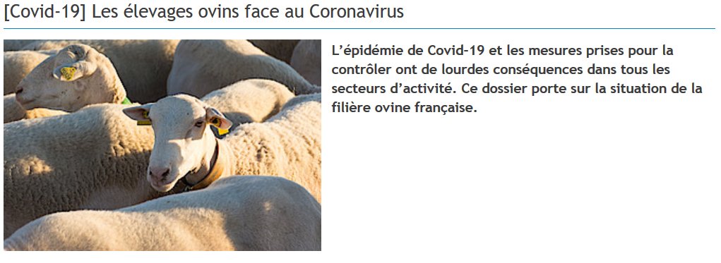 #COVID19 L'Agneau, si simple, si bon !
👩‍🌾🧑‍🌾🐏🍗
Adapter sa production en période de crise ? 
Manger mieux, manger sain, manger frais ?
Quelques pistes dans le dossier <a href="/InstitutElevage/">Institut de l'élevage - Idele</a> <a href="/Interbev_fr/">Interbev</a> 

idele.fr/no_cache/reche…
