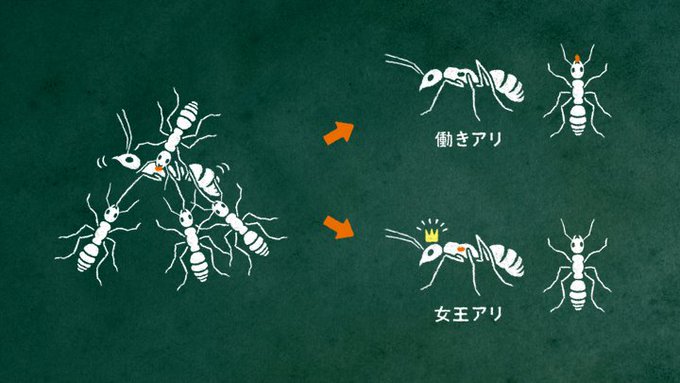 昆虫界ですごいのは擬態だけじゃない 社会性の凄さの話 佐伯恵太オフィシャルブログ 俳優 佐伯恵太の研究日誌 Powered By Ameba