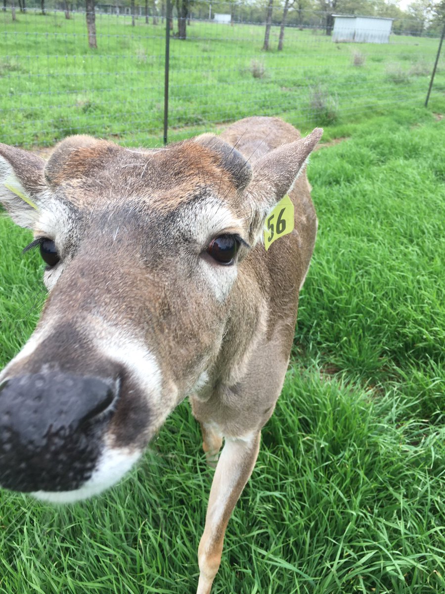 LaRocaRange's tweet photo. Pepe - showing off his bumps! #deer #antlers #whitetail #antlerbumps https://t.co/yuUKKTzNVi