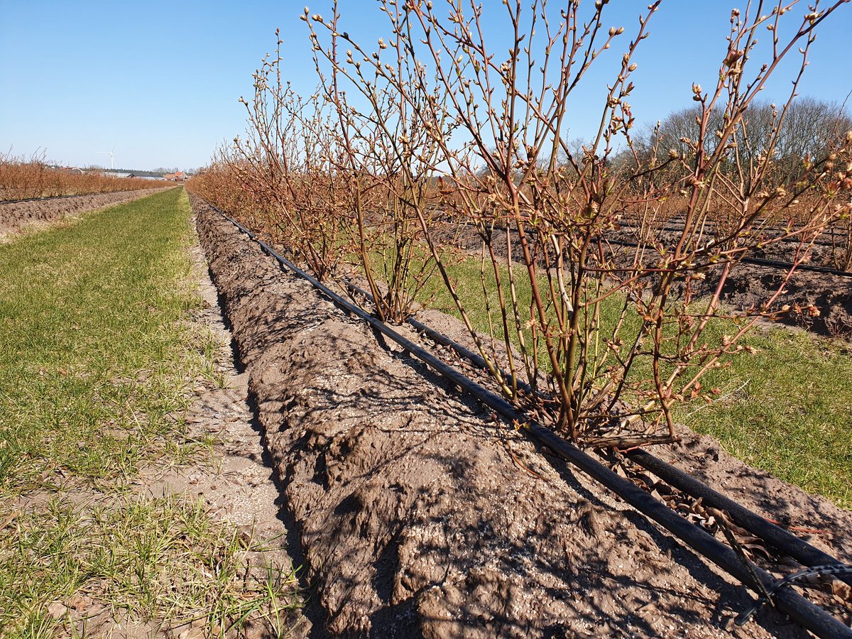 TwanWubbels's tweet photo. Prachtige voorjaarsbeelden in #blauwebes. Hier is recent een #basisbemesting uitgevoerd met onze fosfaatvrije, extra langwerkende mineraal-organische meststof: DCM TURF-MIX (NPK 18-0-8 + Fe). Ideaal voor in de blauwe bessenteelt met wat extra ijzer! #maatwerkadvies @dcmnederland https://t.co/KlRB8vlEuF