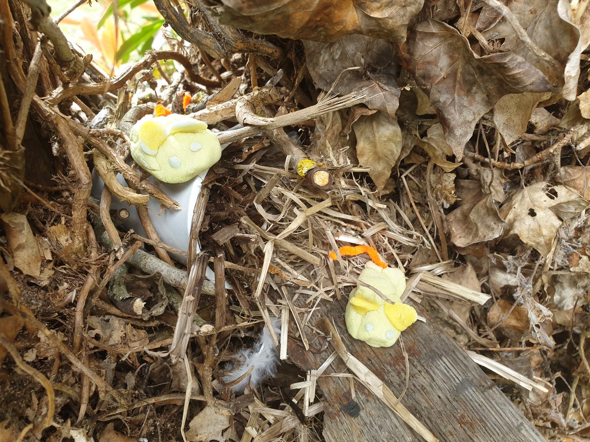 EWaddiBeany's tweet photo. Thanks Mrs Mitchell @SouthBaddesley Harvest mice homes made around the garden this afternoon! #natureclub #natureclubathome #ElmerClass https://t.co/w6q3QYe2r0