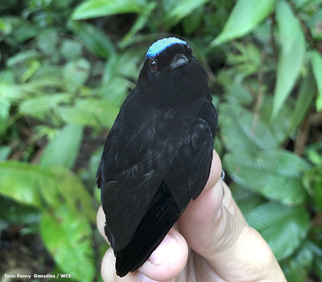 WCSColombia's tweet photo. 🐦 "La presencia de las aves en ‘El Encanto de los Manglares del Bajo Baudo’ es tan normal como un atardecer, como los aguaceros que parecen diluvios o como el sol o las plantas que forman parte del paisaje" ▶️ https://t.co/lT6c12jeCf
#EspecialBajoBaudó
#Concosta #Corparien https://t.co/meLAOgLlAB