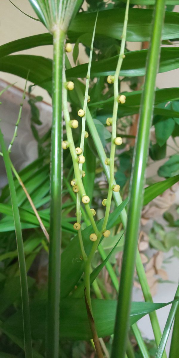 ট ইট র ムラサキ Taking Live S 自宅のテーブルヤシの花が咲いた 気にとめないと気がつかないくらいちっちゃいけど ちゃんと咲いてるよ ちなみにうちはテーブルヤシならぬ冷蔵庫の上にいるので 冷蔵庫ヤシだけど