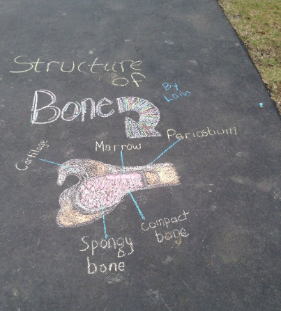 morgancuthbert's tweet photo. My Ss getting creative in DL.  The assignment was to create a visual/model of the composition of bone.   @EducateMaine @MAINETOY @Milken @YarmouthHMS https://t.co/dSMhcBIg2K