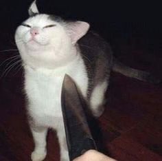 Hola.