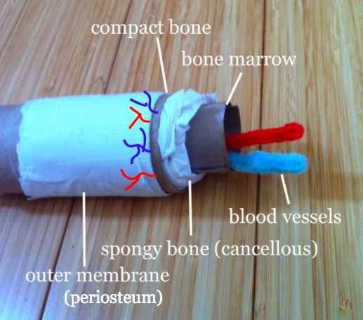 morgancuthbert's tweet photo. My Ss getting creative in DL.  The assignment was to create a visual/model of the composition of bone.   @EducateMaine @MAINETOY @Milken @YarmouthHMS https://t.co/dSMhcBIg2K