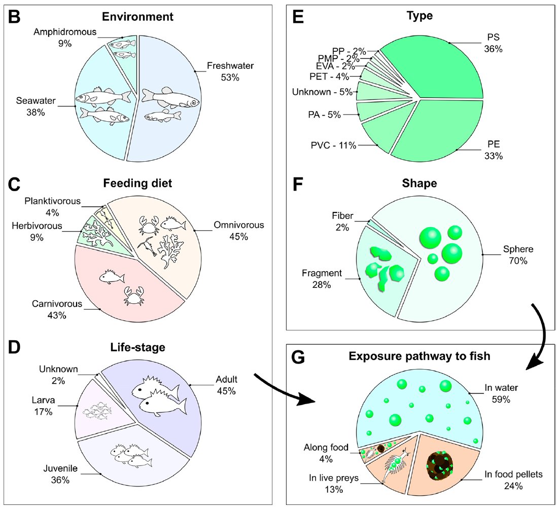 bessonmarc's tweet photo. Interested in experimental studies on #microplastics and #fish? Here's our review on the effects of MP/NP on different fish biological functions in @EnvSciTech: https://t.co/kvHTbSawzy #fishsci #plasticpollution #science @IAEANA @EPHE_PSL @psl_univ @criobe_pf https://t.co/N7pF0ILvDE
