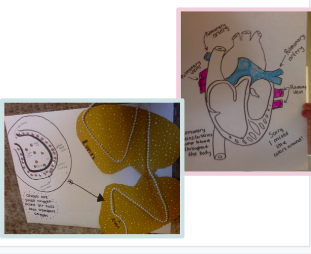 morgancuthbert's tweet photo. More amazing work from my Ss.  This activity had them create a visual of the gas exchange. DL does not stop creativity and hands-on learning! @Milken @MAINETOY @EducateMaine https://t.co/uen4OOof9u