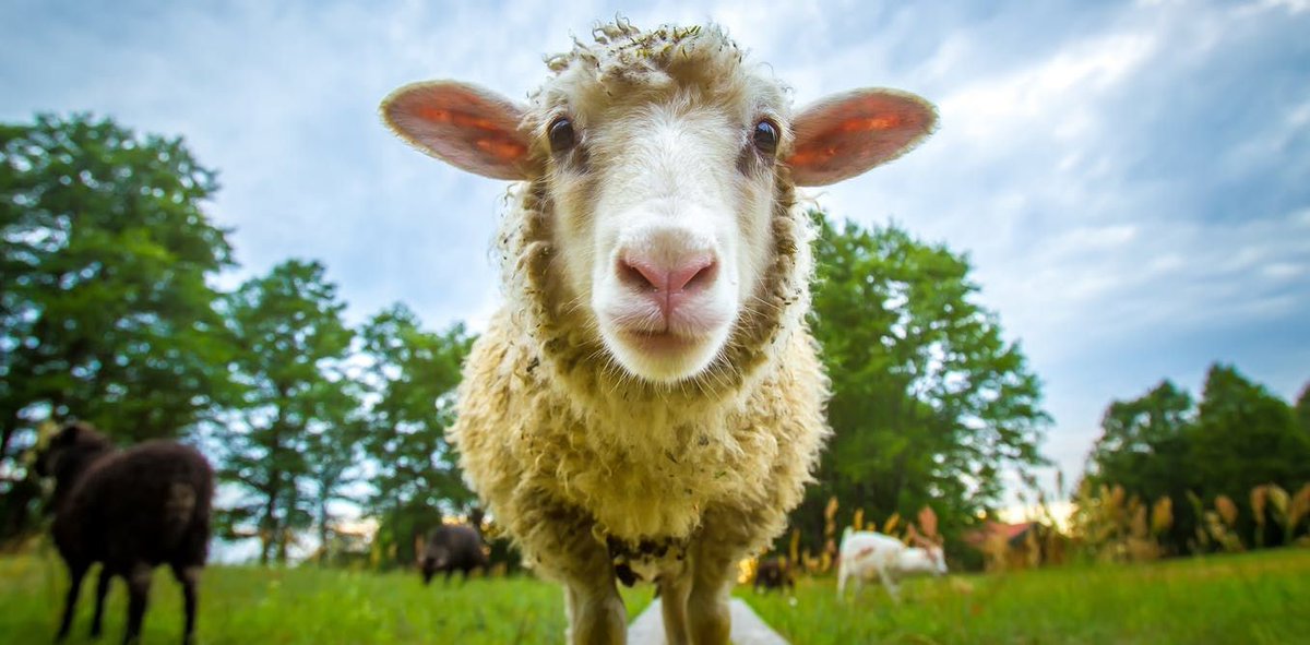 dundeeuni's tweet photo. 'Sheep and bacteria are helping in the fight against coronavirus – here’s how' 

Dr Paul Davies @mrcppu discusses COVID-19 research carried out in collaboration with @CVRinfo. 

@UoDLifeSciences  @The_MRC

https://t.co/FKMZs6scjR https://t.co/6ztIDNkHsY