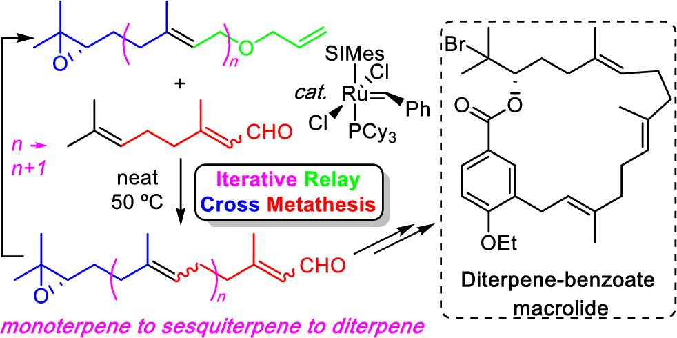 JOC_OL's tweet photo. Check out the latest from @kimmybahou &amp; Braddock group at @impchemistry w/@CSIRO on ReXM for the iterative construction of terpenoids, exemplified by the synthesis of a diterpene-benzoate macrolide of biogenetic relevance to the bromophycolides, in #OL: https://t.co/ccGmvb1Abs https://t.co/RGujIHjspe