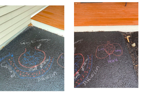 morgancuthbert's tweet photo. More amazing work from my Ss.  This activity had them create a visual of the gas exchange. DL does not stop creativity and hands-on learning! @Milken @MAINETOY @EducateMaine https://t.co/uen4OOof9u