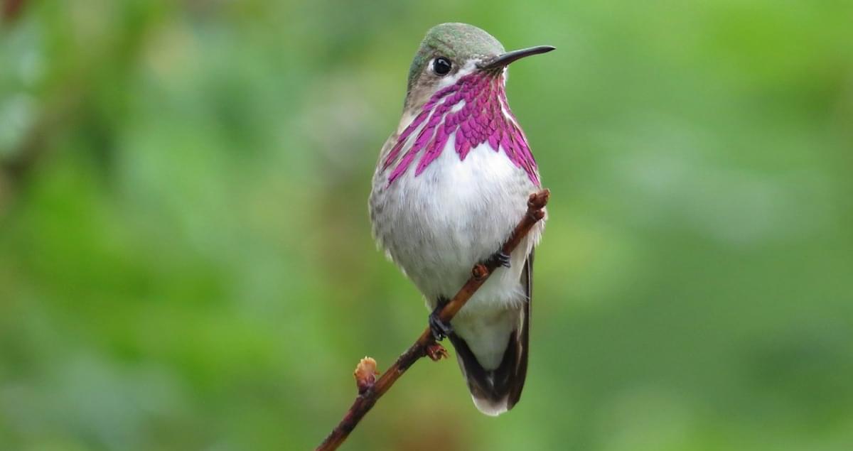 So given that tiny population, and your previous very bright bird, and the truly wild spaces your state holds,Montana is hereby granted the Calliope Hummingbird, the smallest hummingbird native to the US, and with those neck feathers, THE FUCKING WILDEST.  #StayAtHomeSafari