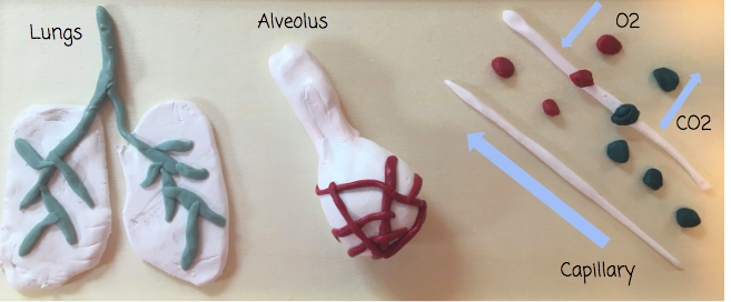 morgancuthbert's tweet photo. More amazing work from my Ss.  This activity had them create a visual of the gas exchange. DL does not stop creativity and hands-on learning! @Milken @MAINETOY @EducateMaine https://t.co/uen4OOof9u
