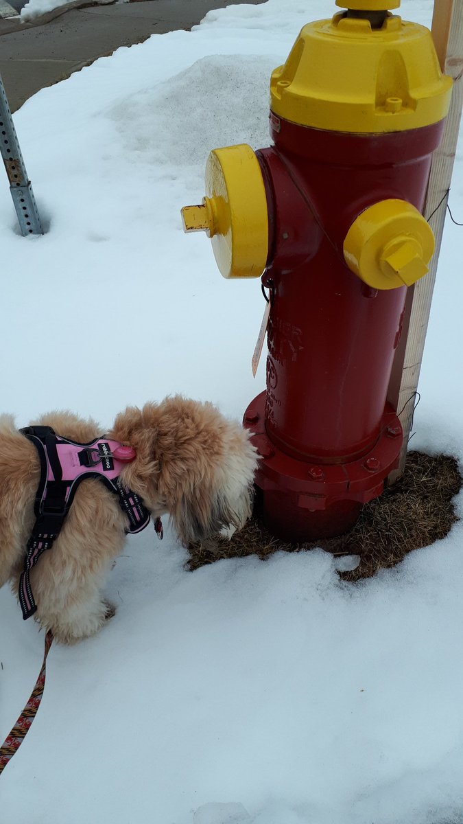 dog_una's tweet photo. Just out for a stroll checking my p-mail. Thanks for the messages, everyone! This nose finds them all. #DogsOfTwitter #PMail #SniffSniff https://t.co/amARl8s9hP