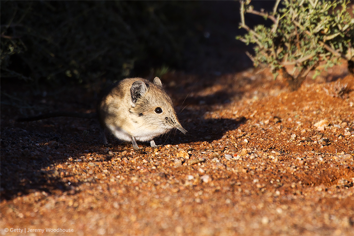 Elephant shrews are more closely related to elephants than shrews. 
