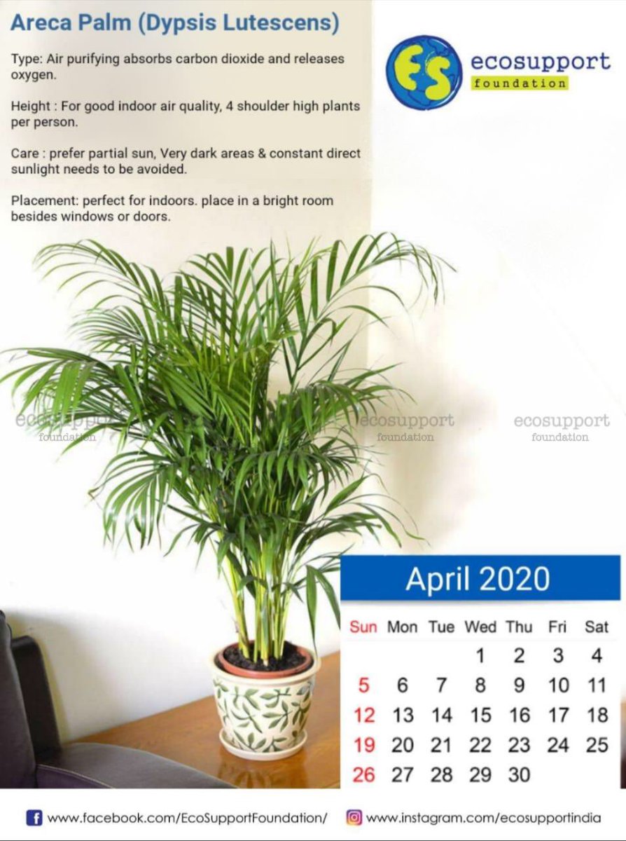 ecosupportindia's tweet photo. In times of #homequarantine take care of #indoorairquality #arecapalm #ecosupporter 
Feel free to share this as your April desktop ! https://t.co/4syjkPTMgD