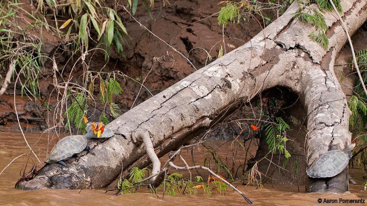 There are butterflies in the Peruvian rainforest that drink the tears of turtles to get salt.