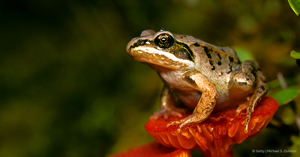 Wood frogs can completely freeze in the winter, and then thaw and hop out in the spring. Even their hearts stop beating and their blood no longer flows.