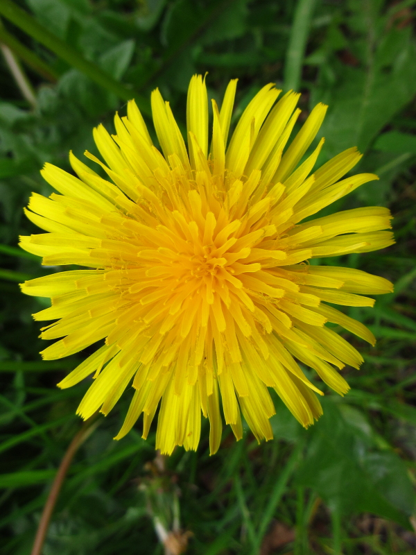 naturebygreen's tweet photo. Simple project for schools and families #Homeschooling2020
Investigate how dandelions change from flower to seed?
And how long does this take?
Chose a dandelion and photograph/draw it each day.
Please share the results with me?
#NatureRichLearning #AprilFlowers https://t.co/dSNAEcuFka