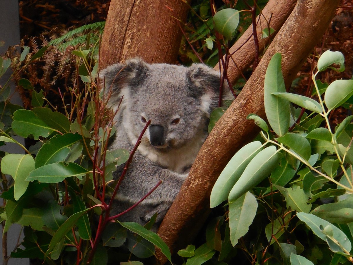 Koalas have fingerprints just like humans.