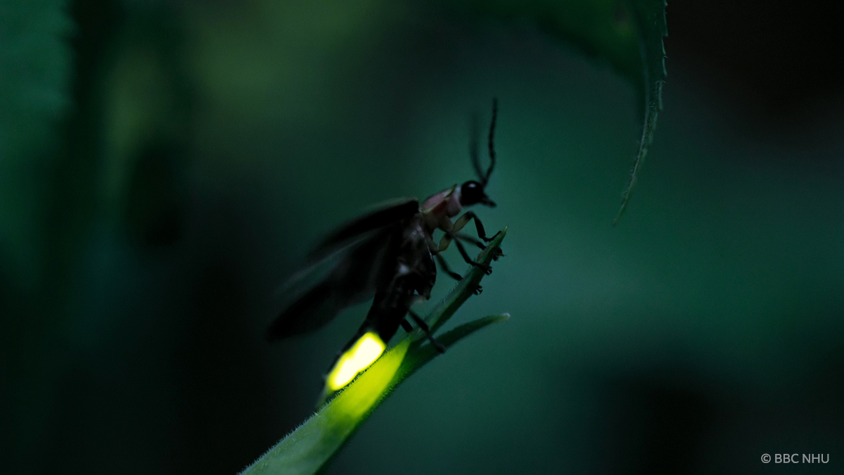 There are over 150 different species of fireflies in North America and each has its own unique flash code.