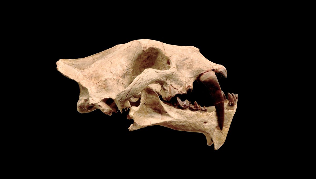 Time to  #GUESSTHESKULL  The weekly twitter game where I show you a  #skull and you guess the animal To keep it brief It had really big teefBut it’s extinct And thats a relief  #SciComm  #Osteology
