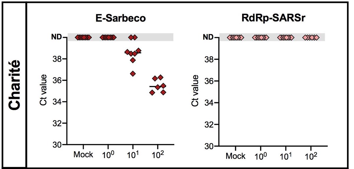 5/6 The E-Sarbeco primer-probe set developed by the Charité Universitätsmedizin Berlin had a high analytical sensitivity, but their confirmatory assay (RdRp-SARSr) had low sensitivity. This is likely due to a mismatch in the reverse primer.