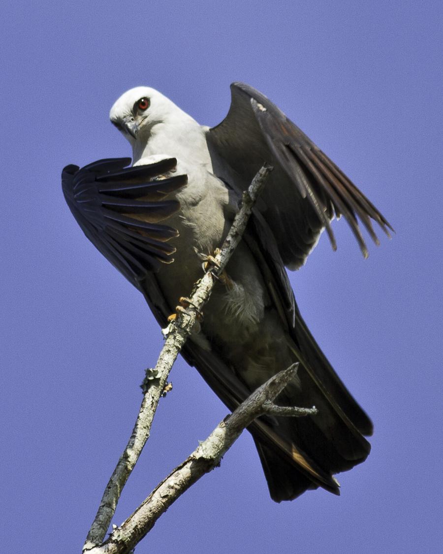 I COULD give y'all another songbird, but given the disturbing amounts of meat that form your diet, you need a raptor. As confusingly named as possible.Given that the Mississippi is always wrongly thought of as our Longest River?You get the Mississippi Kite.  #StayAtHomeSafari