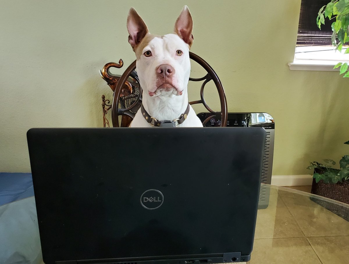 Meet the newest member of the CDC: Soli. She's educating people that dogs don't infect humans with COVID-19 and hopes she can take walks in the park and enjoy brunches at dog-friendly restaurants soon. (CDC stands for Centers for Dog Cuddles, of course). Enjoy April Fool's Day!