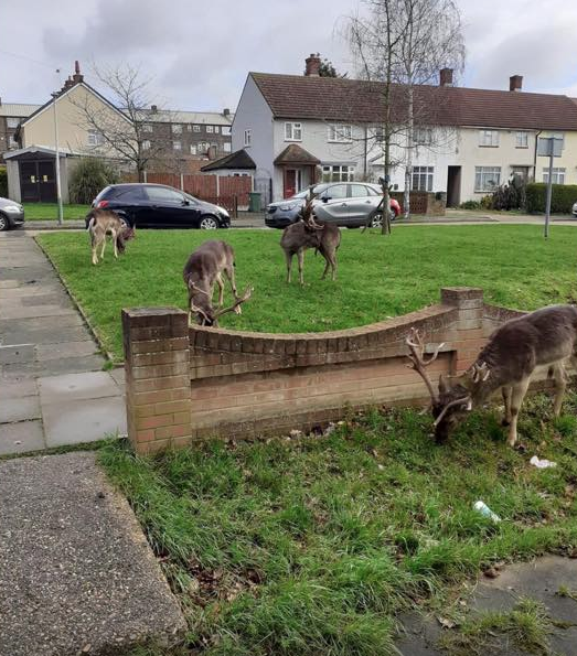 While the goats in Llandudno are getting all the publicity, how about a shout out for these deer who have colonised the empty streets of Harold Hill in east London?