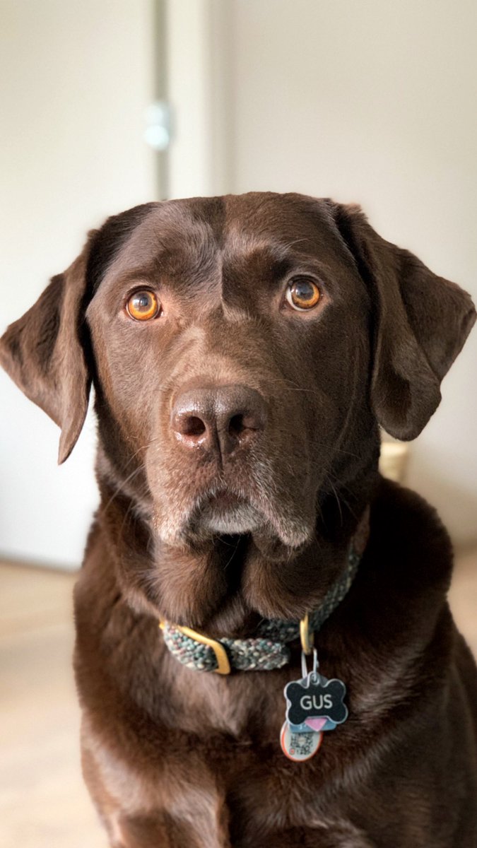 Thankful to have this wonderful WFH coworker! Although, he does seem to take a lot of cookie breaks 🐶