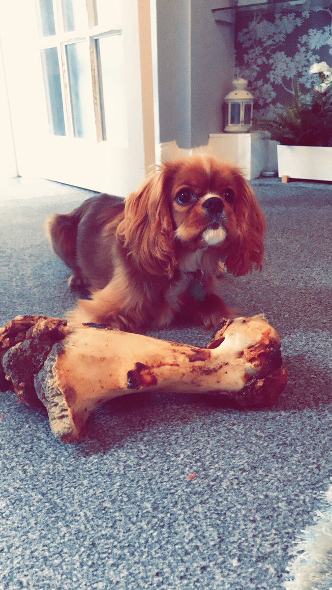 Something big is today’s photo challenge on day 7. Here’s another one of Paddy with a big bone. Maybe a bit too big? 😐 He’s not sure what to do with it 😅 <a href="/Kirkcaldywestps/">Kirkcaldy West PS and ELC</a>