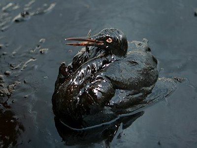 Until then, your state bird is a sea bird rendered unidentifiable by an oil spill.It's a goddamn tragedy, and one that didn't have to happen. It's entirely of human making, of callousness and carelessness, and stains everything around it.Meditate on that. #StayAtHomeSafari