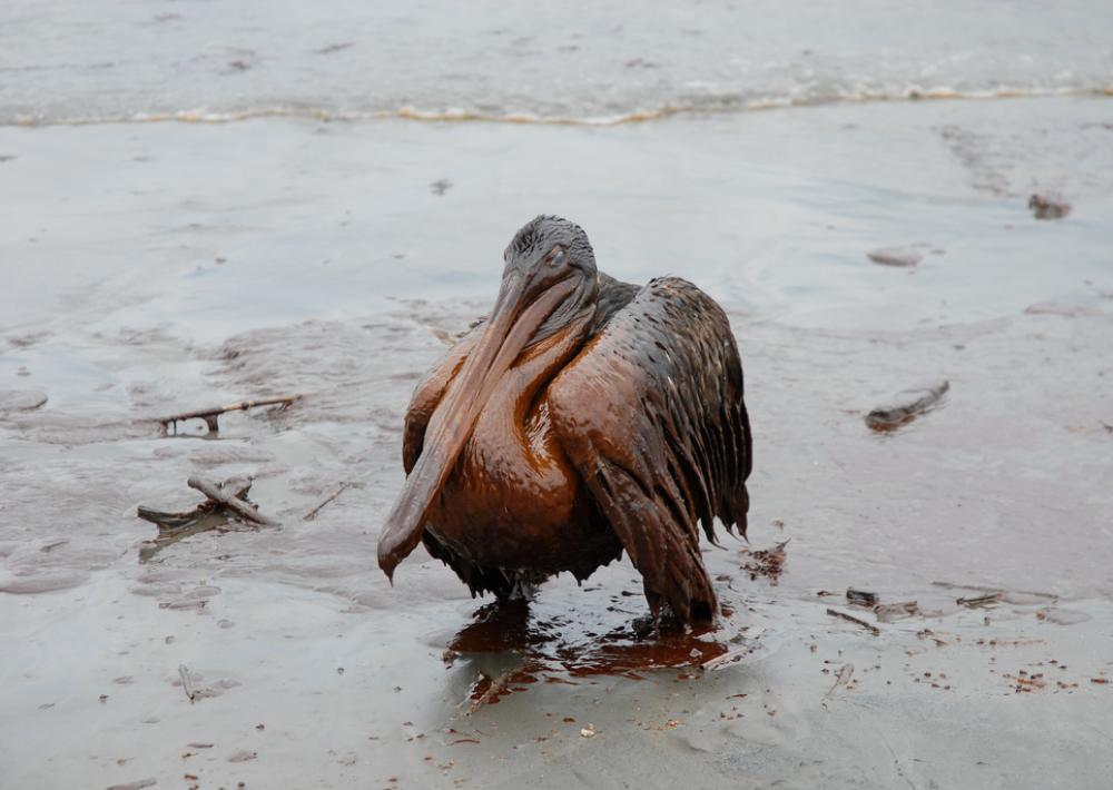 Until then, your state bird is a sea bird rendered unidentifiable by an oil spill.It's a goddamn tragedy, and one that didn't have to happen. It's entirely of human making, of callousness and carelessness, and stains everything around it.Meditate on that. #StayAtHomeSafari