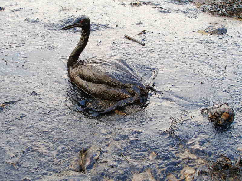 Until then, your state bird is a sea bird rendered unidentifiable by an oil spill.It's a goddamn tragedy, and one that didn't have to happen. It's entirely of human making, of callousness and carelessness, and stains everything around it.Meditate on that. #StayAtHomeSafari