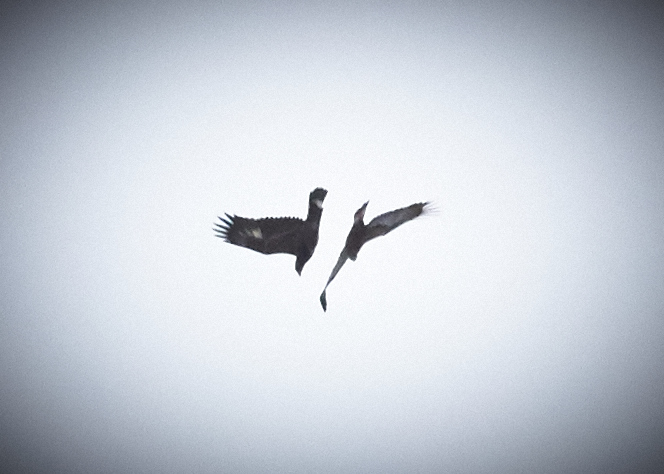 Even during lockdown, nature never ceases to amaze! Watched these two golden eagles tangle together from the balcony today!! More at DipperStories.com

#lockdown #coronavirus #goldeneagle #eagle #birding #wildlifephotography #WildlifeWednesday #wildlifefrommywindow #photo
